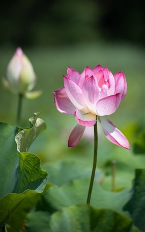 夏日午后粉色娇艳绽放粉色荷花图片